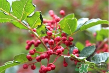 花椒真的能治打呼嚕嗎？花椒水治打呼嚕有效嗎？