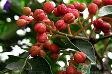 花椒真的能治打呼嚕嗎？花椒水治打呼嚕有效嗎？
