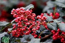 花椒水治腳氣管用嗎？花椒水泡腳可以治腳氣嗎？