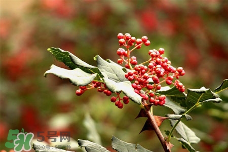 花椒水能治痔瘡嗎？花椒水治痔瘡有效果嗎？