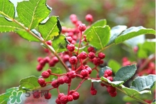 花椒水能治痔瘡嗎？花椒水治痔瘡有效果嗎？