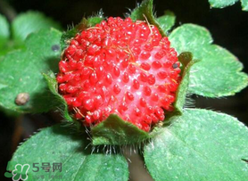 蛇莓多少錢一斤？蛇莓價(jià)格