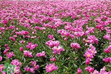 春天開(kāi)的花有哪些？春天都開(kāi)什么花？