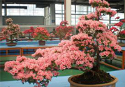 春天開的花有哪些？春天都開什么花？