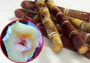 甘蔗發(fā)霉能吃嗎？吃了發(fā)霉的甘蔗怎么辦？
