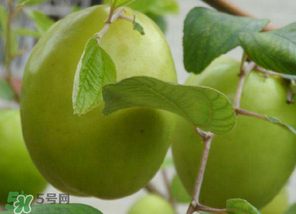 懷孕初期能吃青棗嗎？懷孕初期吃青棗好嗎？