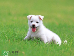 狗狗可以吃青棗嗎？狗狗能不能吃青棗？