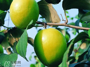 青棗吃多了會胖嗎？吃青棗會不會發(fā)胖？