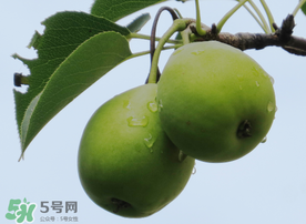 吃青棗可以減肥嗎？減肥可以吃青棗嗎？