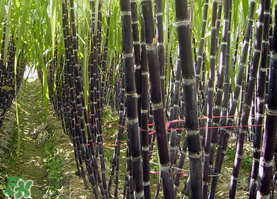 一根甘蔗熱量大概多少？吃一根甘蔗會(huì)胖嗎？