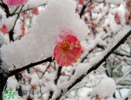 春天下雪意味著什么？春天為什么會(huì)下雪？