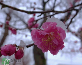春天下雪意味著什么？春天為什么會(huì)下雪？