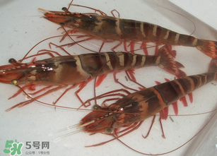 活蝦為什么要灌膠水？活蝦灌膠水有什么用？