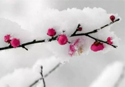 如何預(yù)防倒春寒？怎么預(yù)防倒春寒？