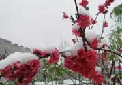 春天下雪意味著什么？春天為什么會(huì)下雪？
