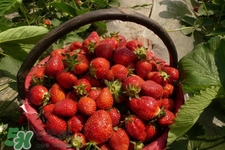 怎樣去除草莓的農(nóng)藥？怎樣洗草莓的殘留農(nóng)藥？