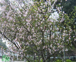 春天為什么會(huì)突然降溫？春天為什么會(huì)突然變冷？
