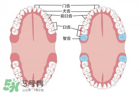 智齒會引起耳鳴嗎？耳鳴跟智齒有關(guān)系嗎？
