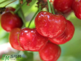 櫻桃有點(diǎn)苦怎么回事？櫻桃有點(diǎn)苦可以吃嗎？