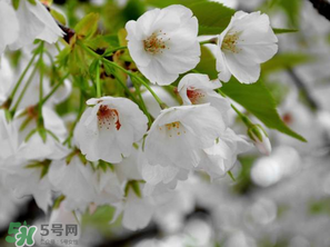 2017年武大櫻花什么時候開？2017年武大櫻花最佳觀賞時間