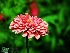 3月份開(kāi)什么花？3月份開(kāi)的花有哪些？