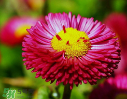 3月份開(kāi)什么花？3月份開(kāi)的花有哪些？