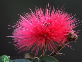 3月份開(kāi)什么花？3月份開(kāi)的花有哪些？