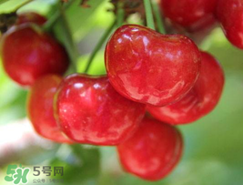 櫻桃為什么這樣紅？櫻桃為什么是紅色？