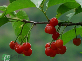 櫻桃為什么這樣紅？櫻桃為什么是紅色？