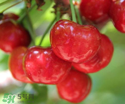 櫻桃為什么有一股藥味？櫻桃有藥味怎么辦？