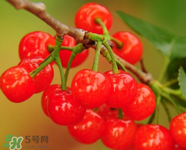 櫻桃什么時候成熟？櫻桃什么時候上市？