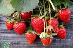 吃草莓大便會變紅嗎？吃草莓大便變紅是怎么回事？