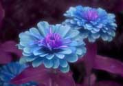 3月份開什么花？3月份開的花有哪些？