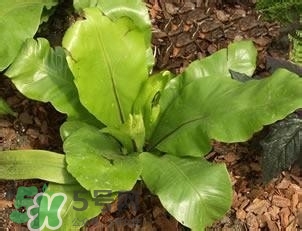 負卡路里的食物有哪些？負卡路里食物真的吃不胖嗎？
