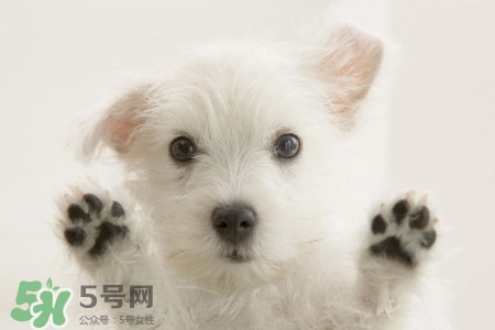禽流感可以養(yǎng)狗嗎？禽流感期間能養(yǎng)狗嗎？
