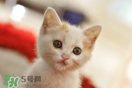 禽流感可以養(yǎng)貓嗎？禽流感期間能養(yǎng)貓嗎？