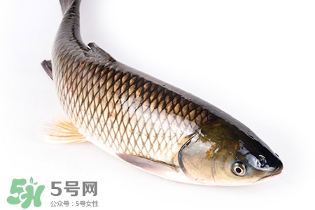 草魚能生吃嗎？草魚可以直接生吃嗎？