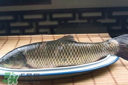 草魚能生吃嗎？草魚可以直接生吃嗎？