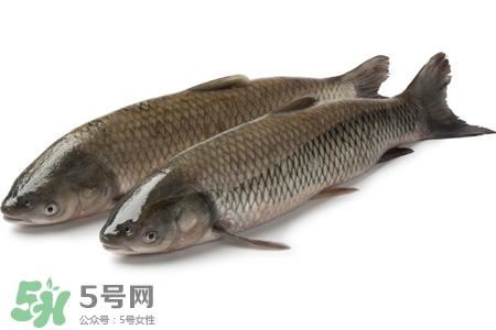 孕婦可以吃草魚(yú)嗎？懷孕了能吃草魚(yú)嗎？