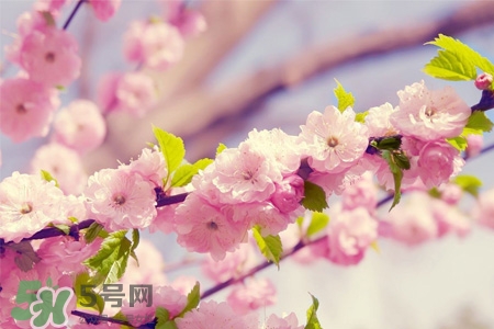 櫻花一般什么時(shí)候開？櫻花一般幾月份開？