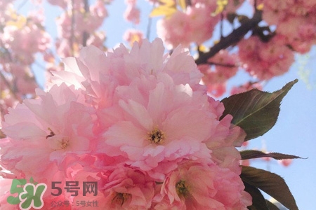 櫻花一般開多久？櫻花一般持續(xù)多久？