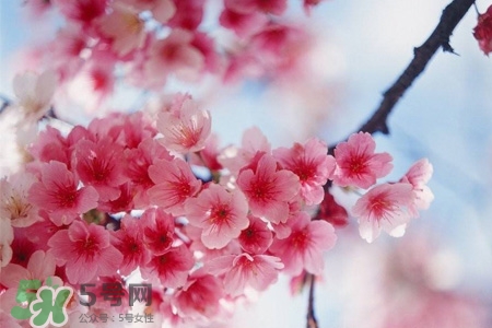 路邊的櫻花可以吃嗎？野生櫻花可以吃嗎？