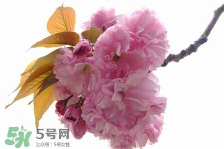 櫻花的花語(yǔ)是什么？櫻花代表什么意思？