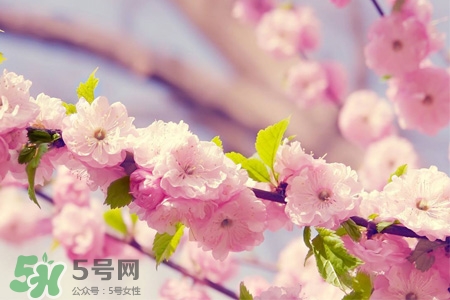 櫻花的花語(yǔ)是什么？櫻花代表什么意思？
