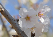 櫻花的花語(yǔ)是什么？櫻花代表什么意思？
