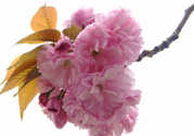 櫻花一般開多久？櫻花一般持續(xù)多久？