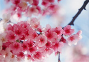 3月份有櫻花嗎？三月份櫻花都開了嗎？