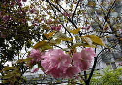 4月份適合種什么花？四月份種什么花好？