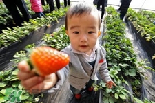 3月份可以摘草莓嗎？三月份有草莓可以摘嗎？