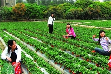 4月份可以摘草莓嗎？四月份有草莓可以摘嗎？